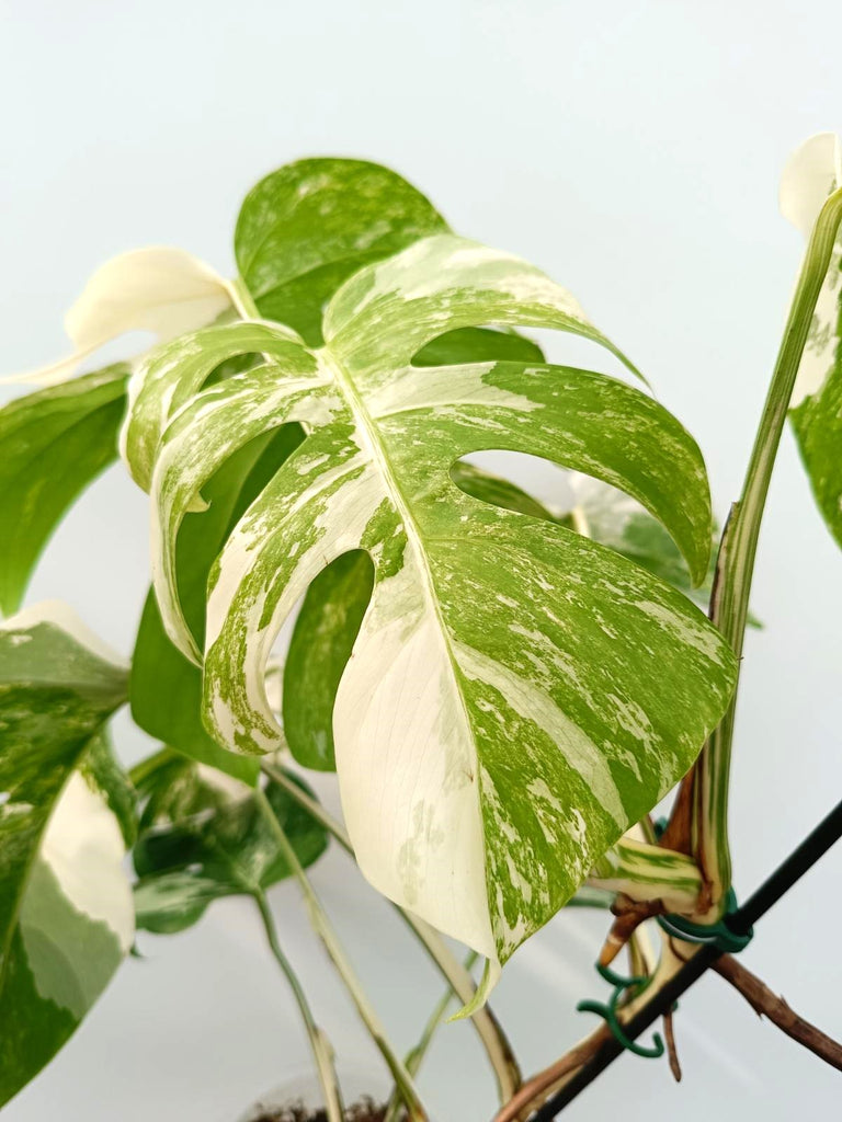 Monstera albo variegata