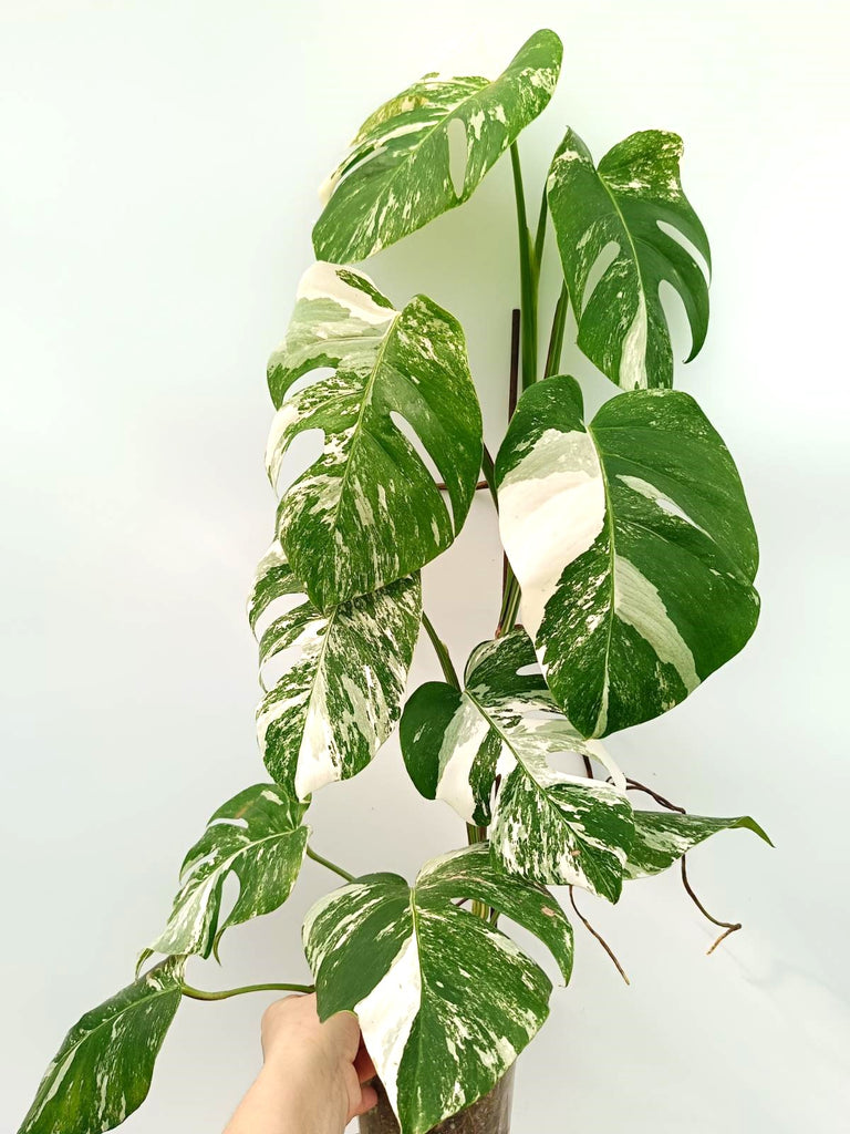 Monstera albo variegata