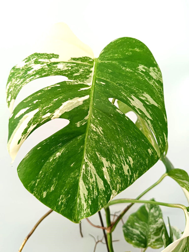 Monstera albo variegata