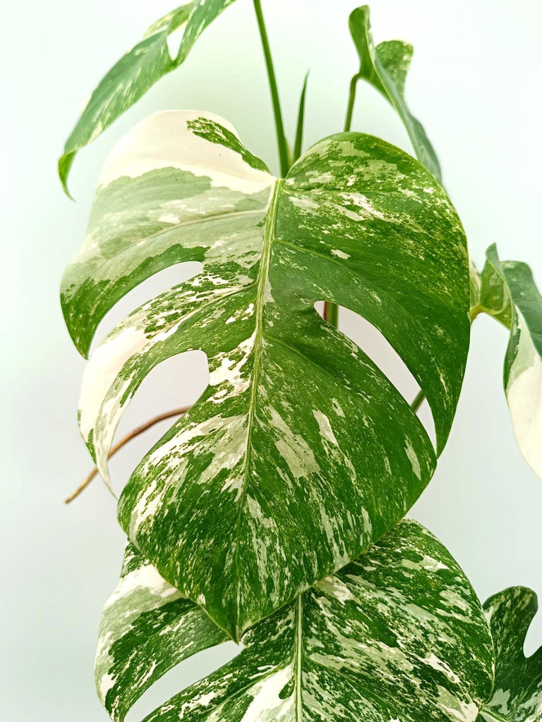 Monstera albo variegata