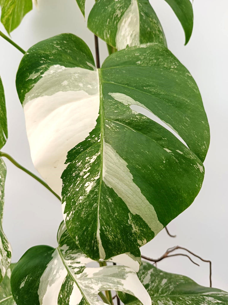 Monstera albo variegata