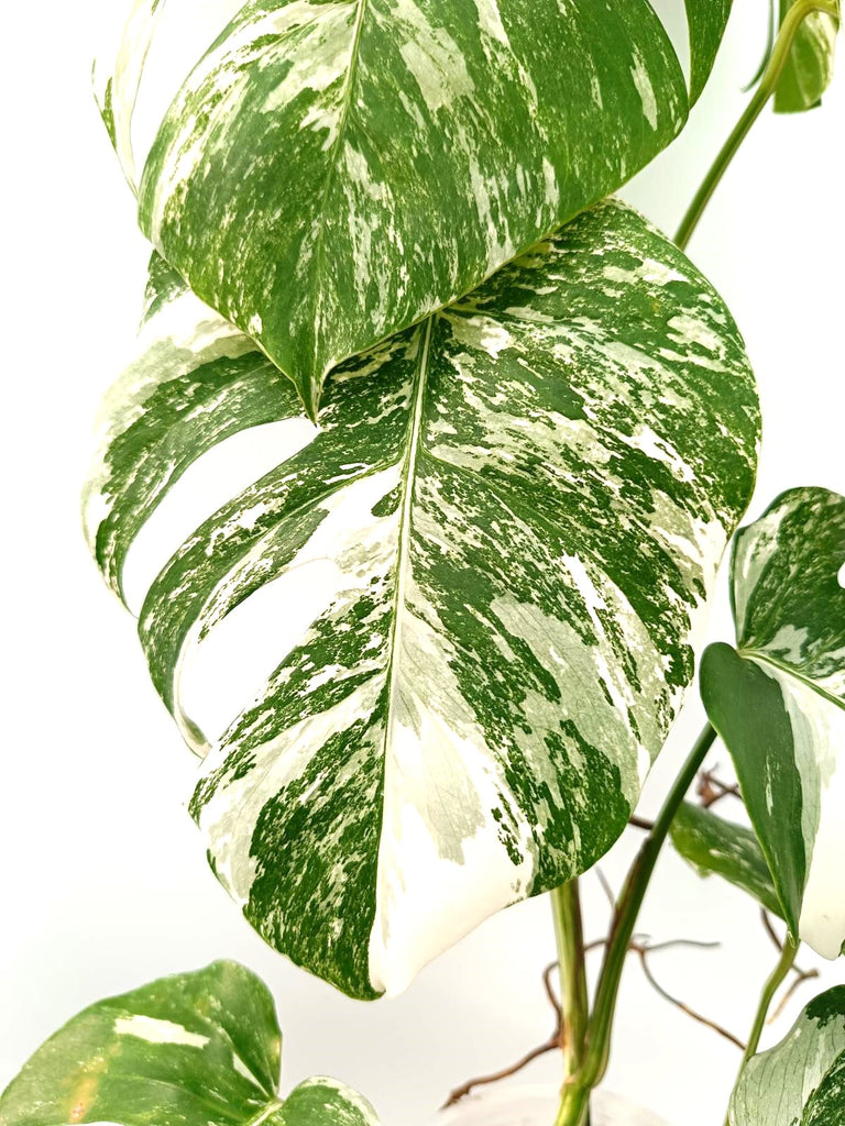 Monstera albo variegata