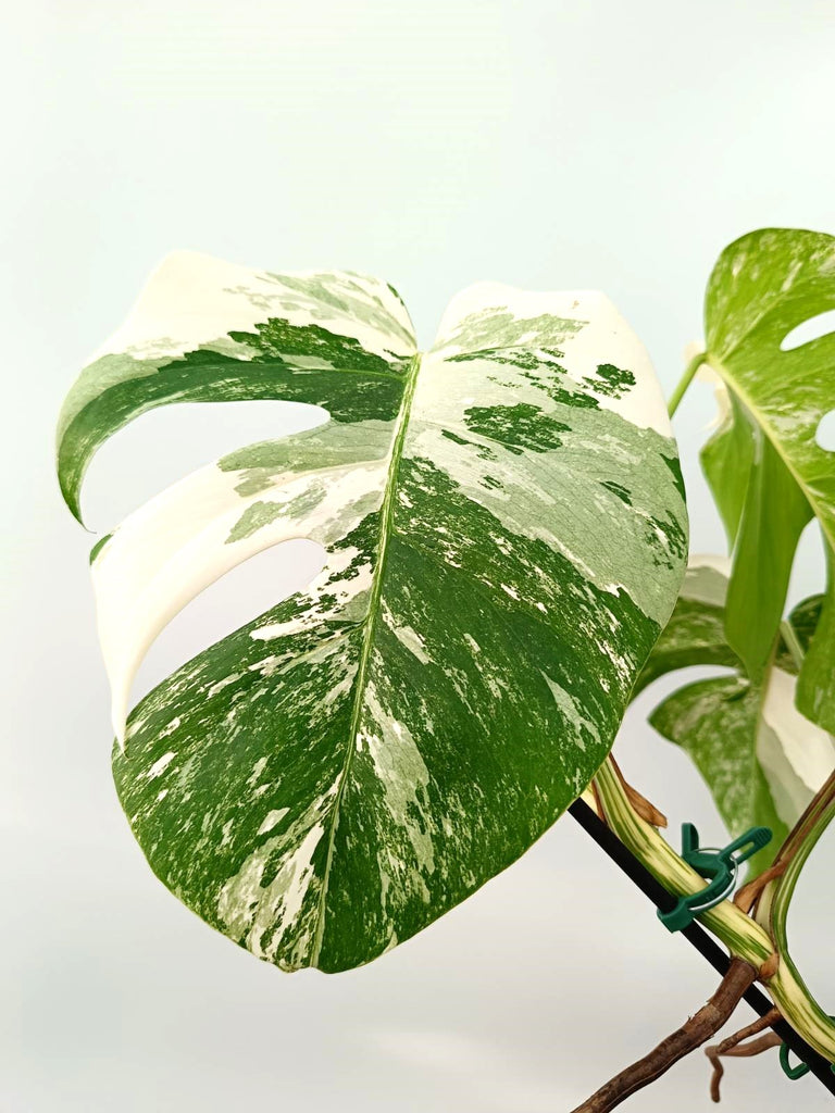 Monstera albo variegata