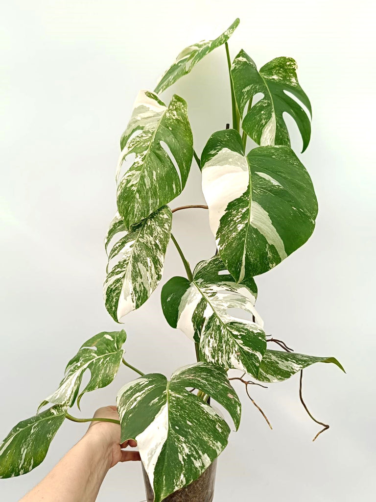 Monstera albo variegata