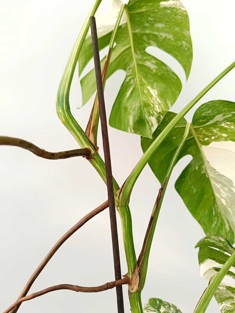 Monstera albo variegata