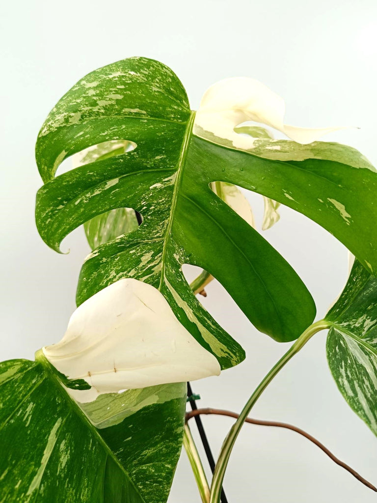 Monstera albo variegata