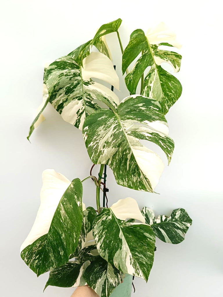 Monstera albo variegata