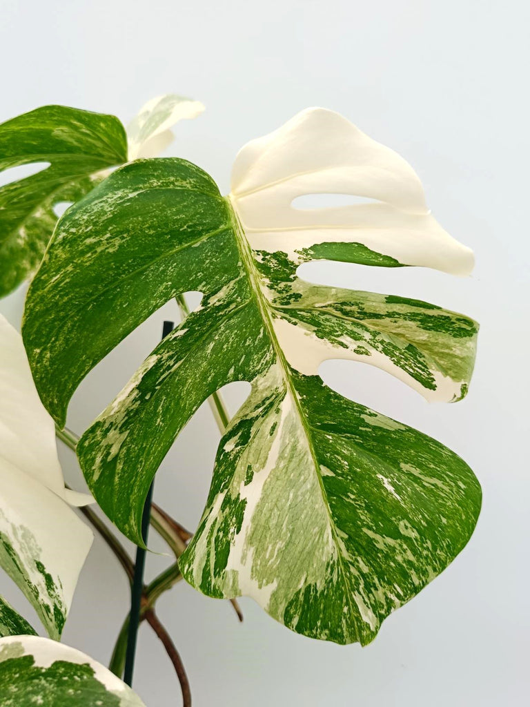 Monstera albo variegata