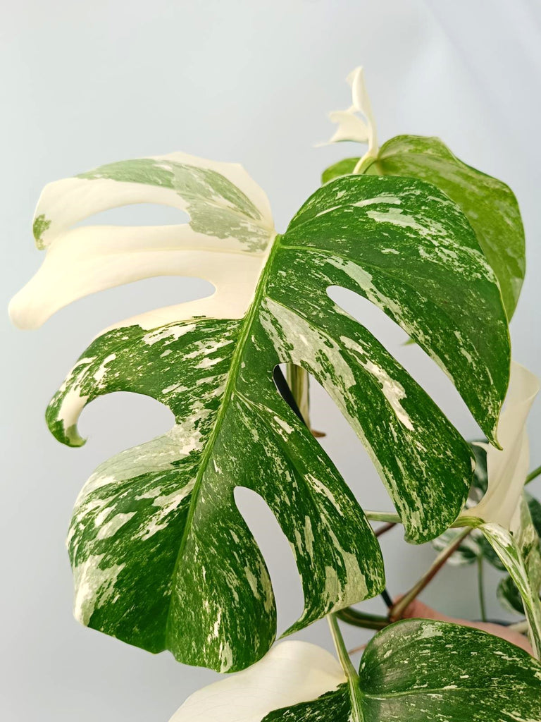 Monstera albo variegata