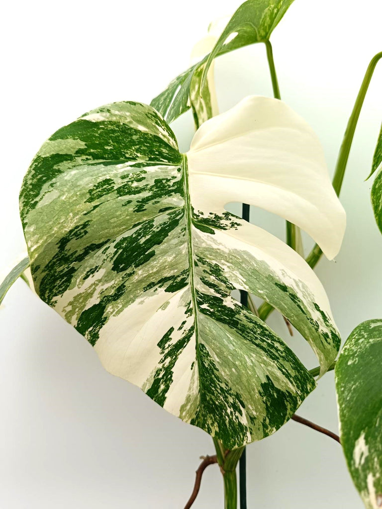 Monstera albo variegata