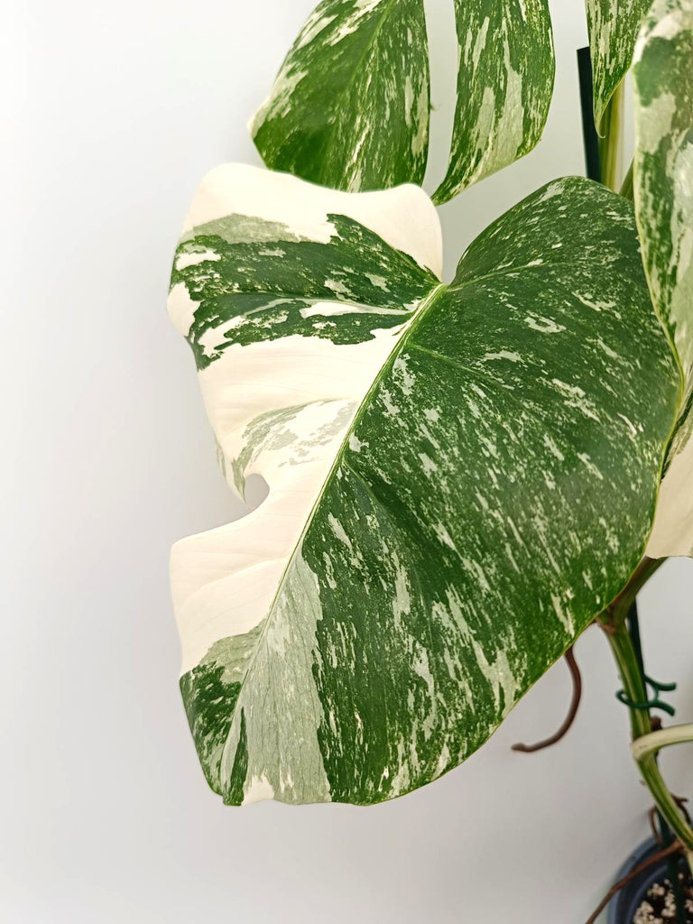 Monstera albo variegata