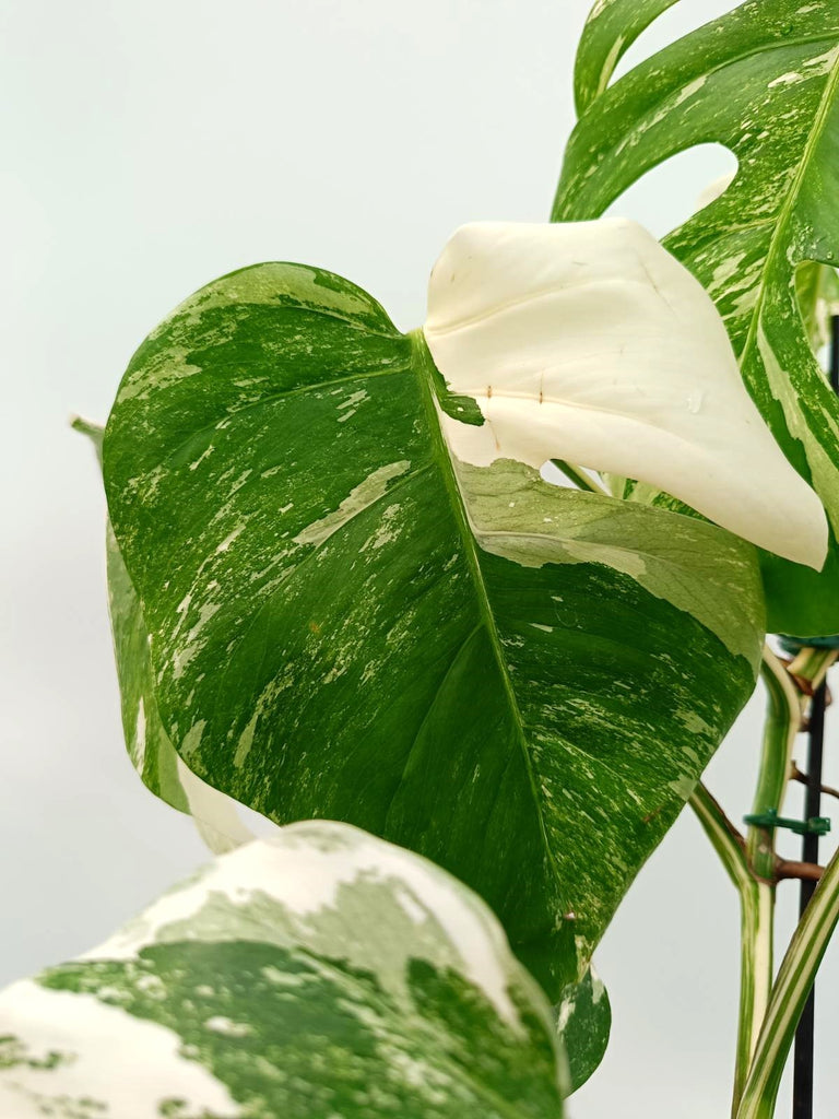 Monstera albo variegata