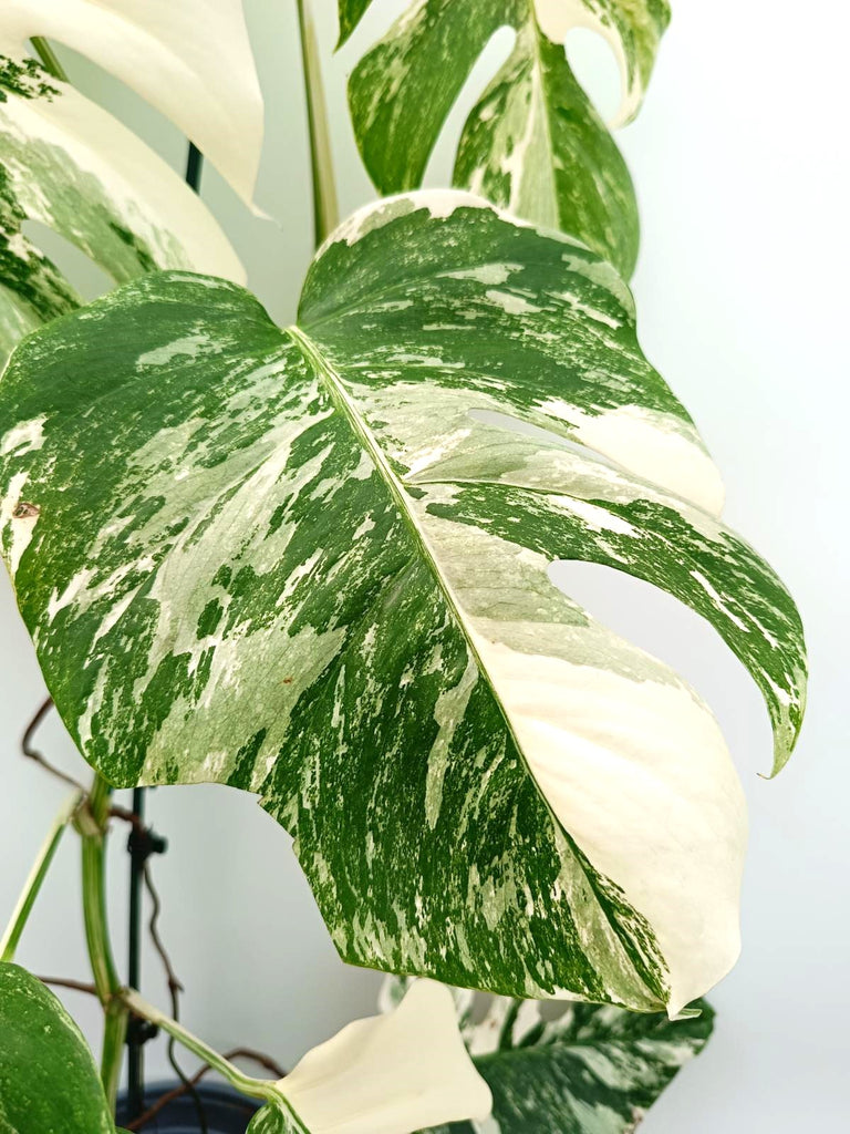 Monstera albo variegata