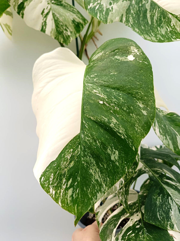 Monstera albo variegata