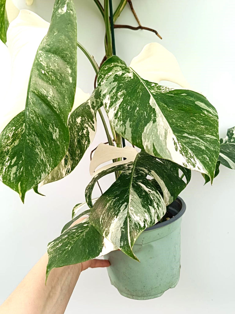 Monstera albo variegata