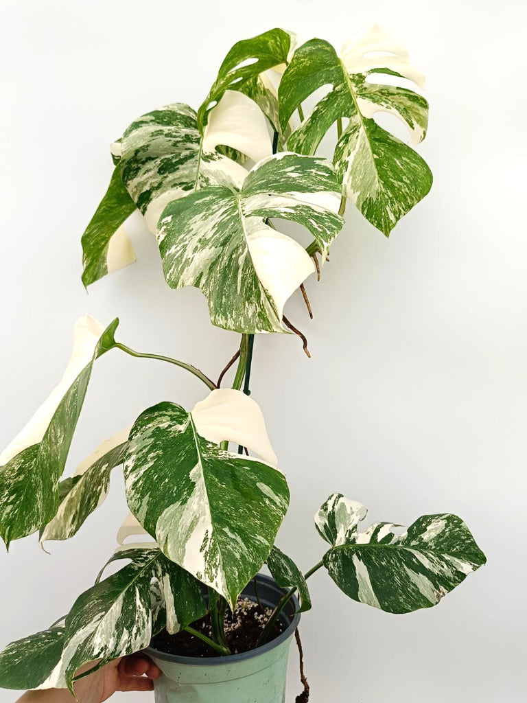 Monstera albo variegata