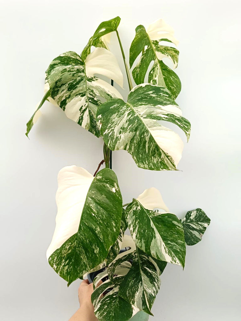 Monstera albo variegata