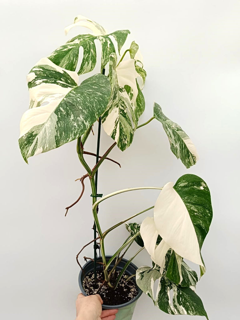 Monstera albo variegata