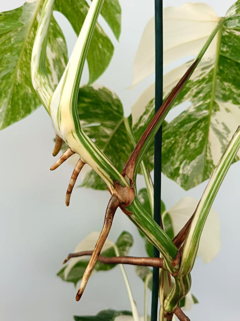 Monstera albo variegata