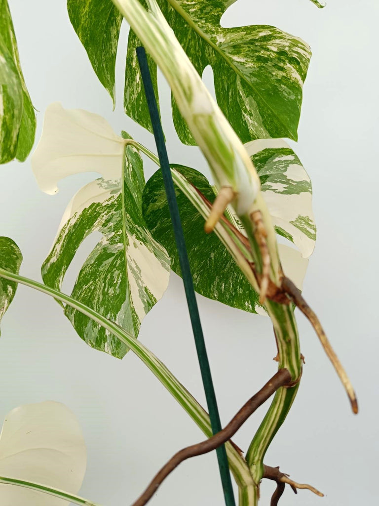 Monstera albo variegata