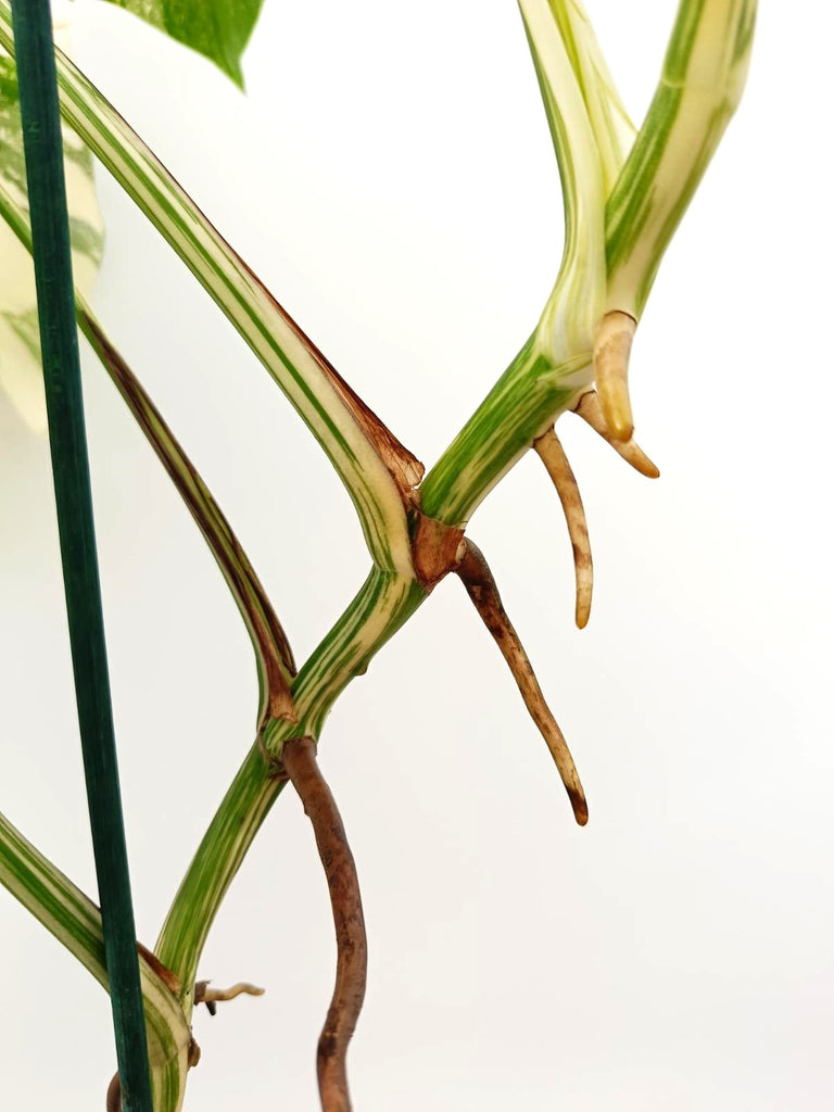 Monstera albo variegata