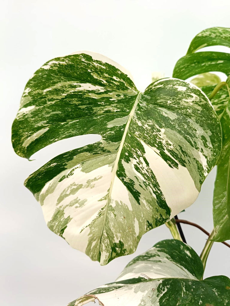 Monstera albo variegata