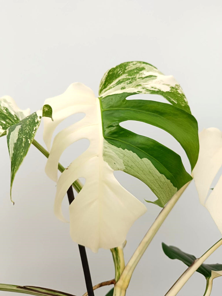 Monstera albo variegata