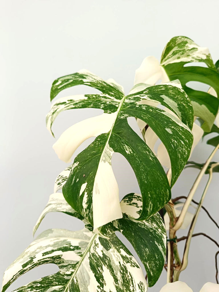 Monstera albo variegata