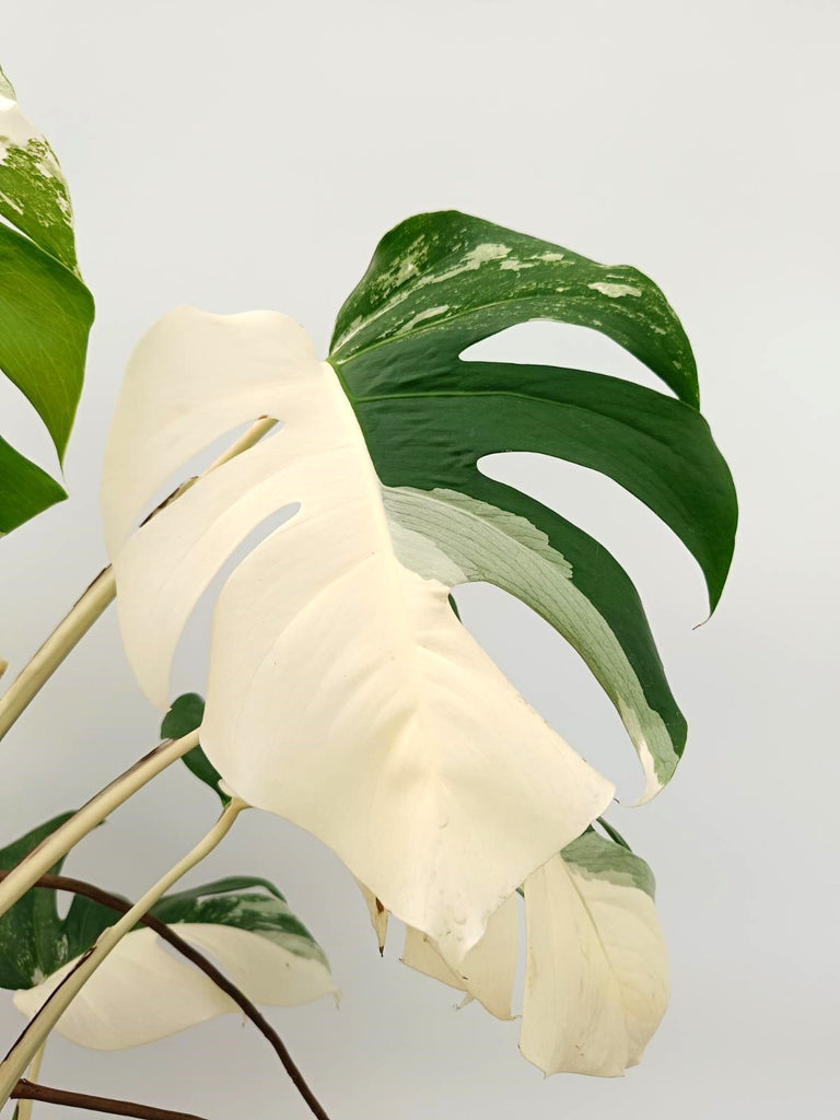 Monstera albo variegata