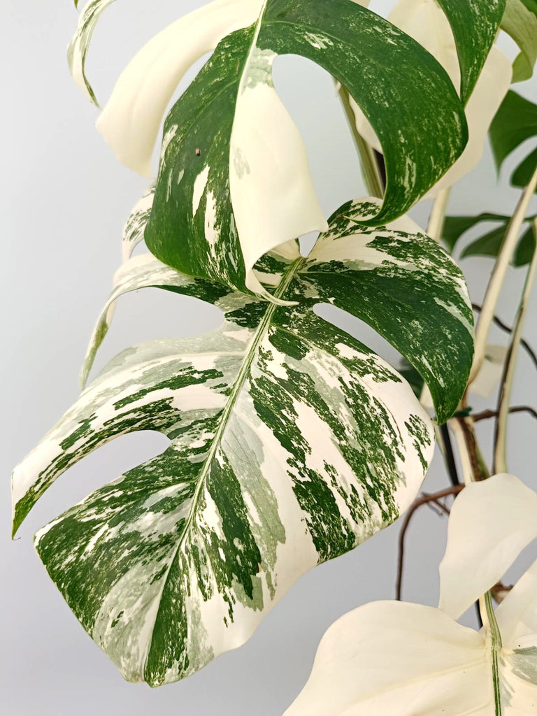 Monstera albo variegata