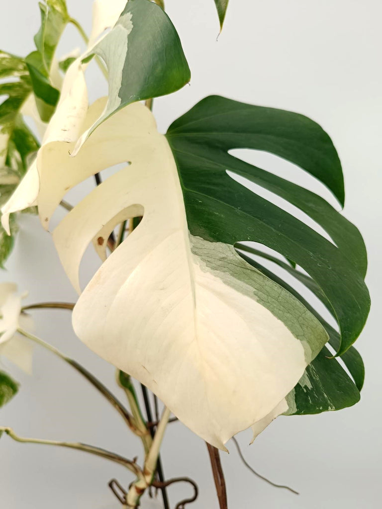 Monstera albo variegata