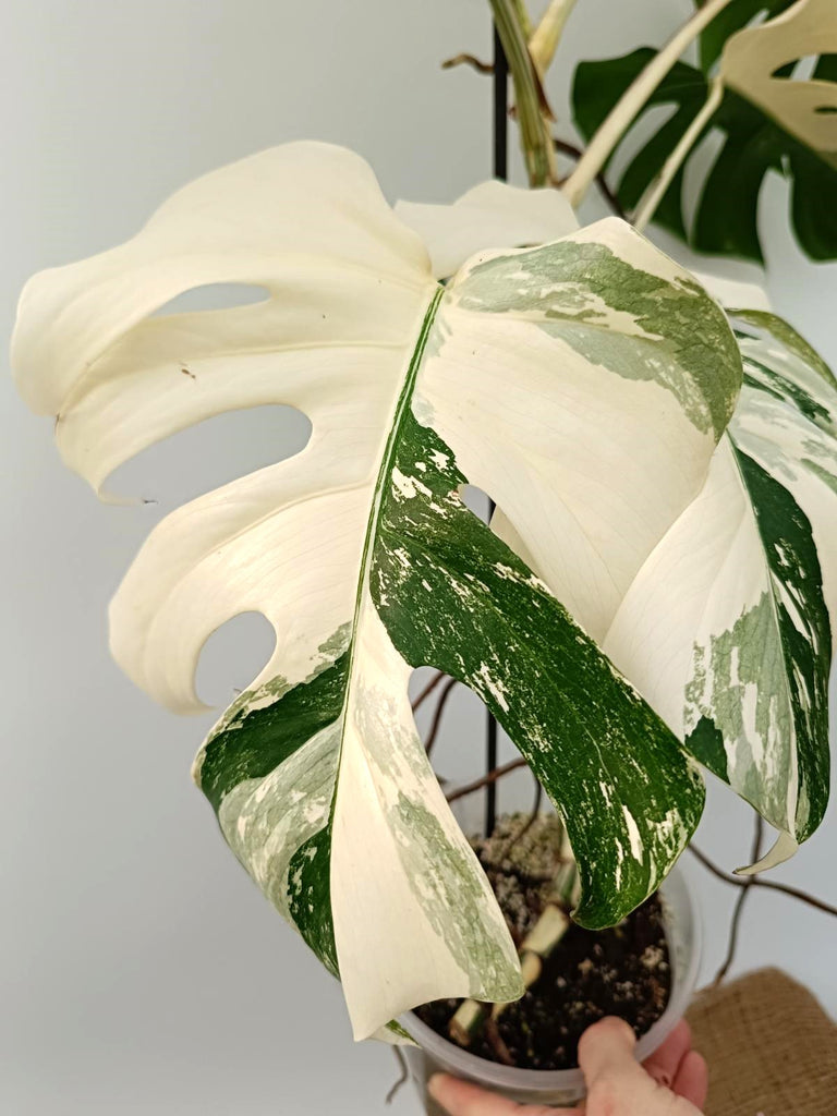 Monstera albo variegata