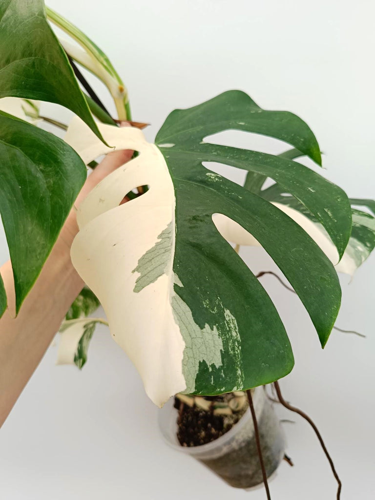 Monstera albo variegata