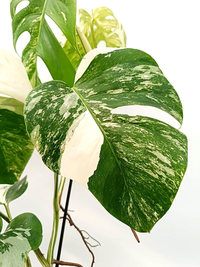 Monstera albo variegata