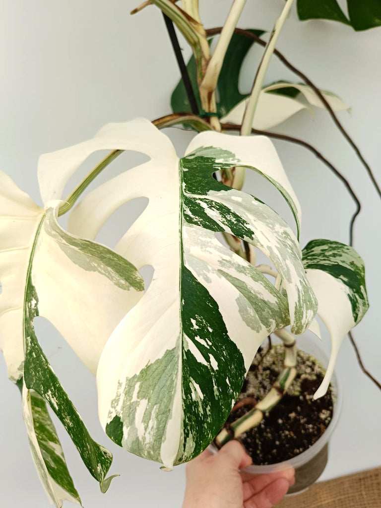 Monstera albo variegata