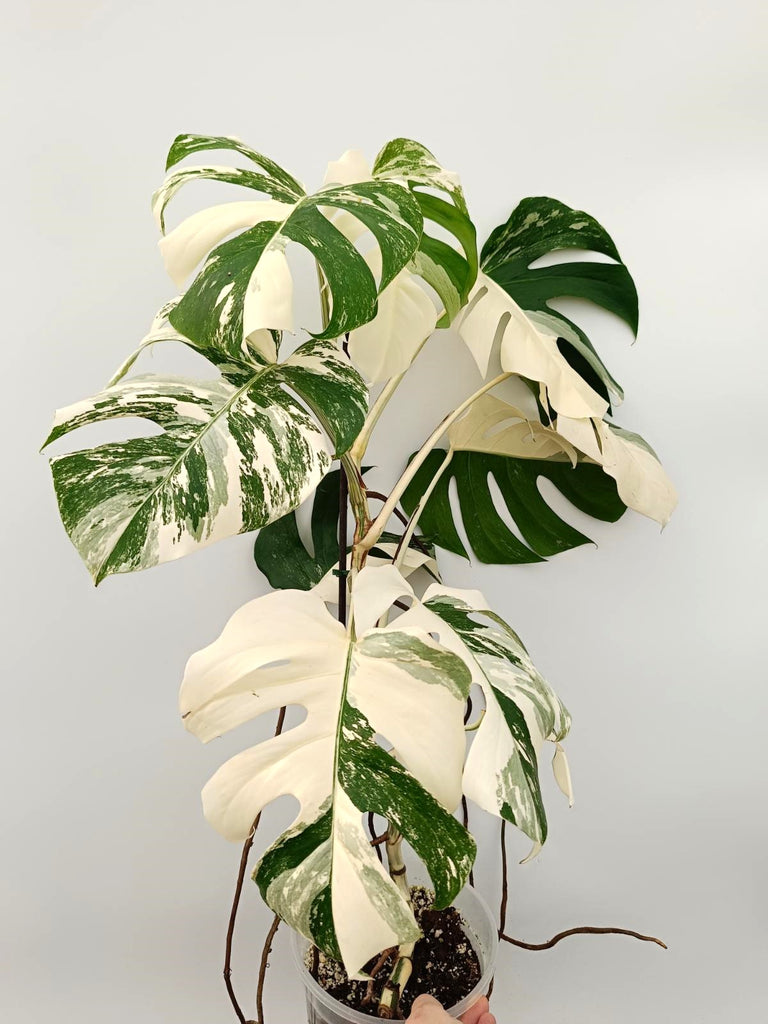 Monstera albo variegata