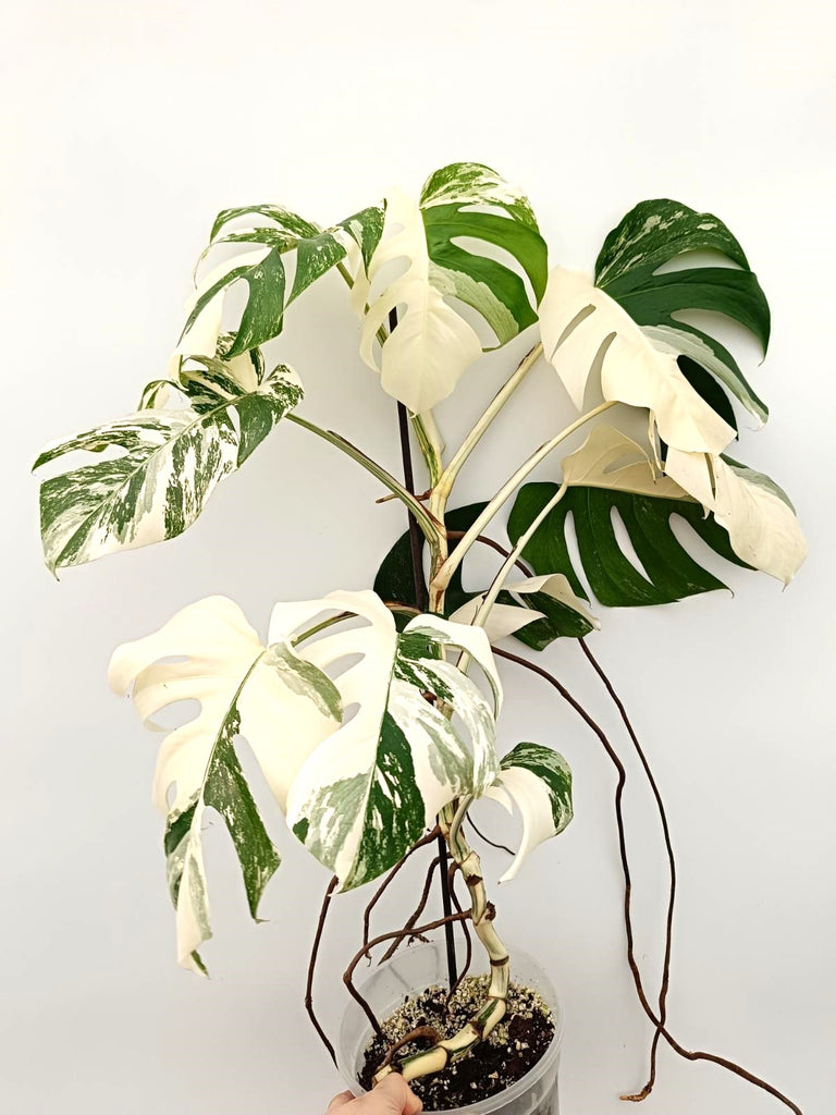 Monstera albo variegata