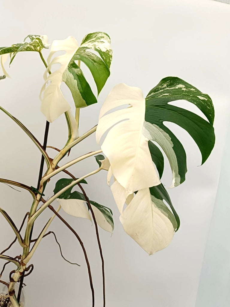 Monstera albo variegata