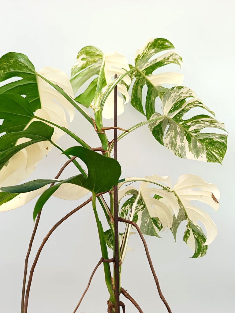 Monstera albo variegata