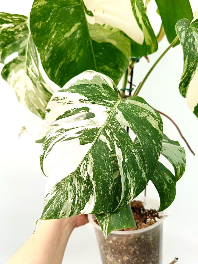 Monstera albo variegata