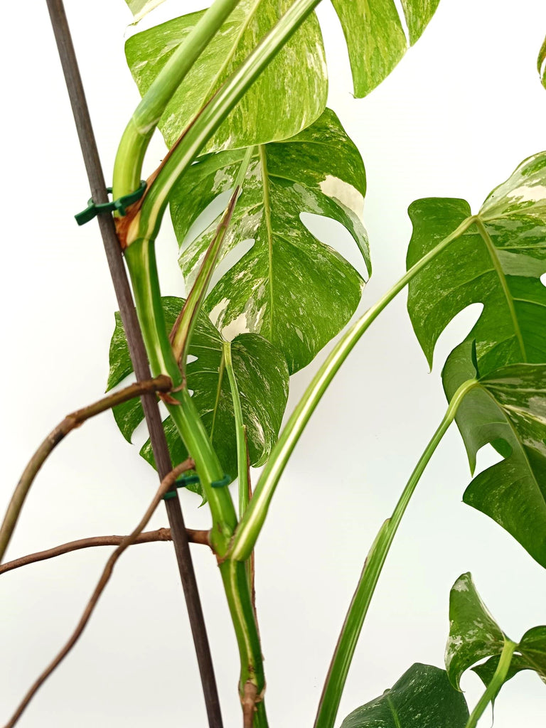 Monstera albo variegata