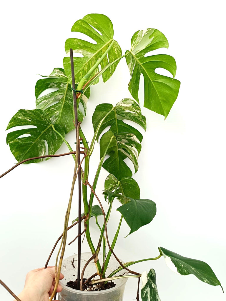 Monstera albo variegata