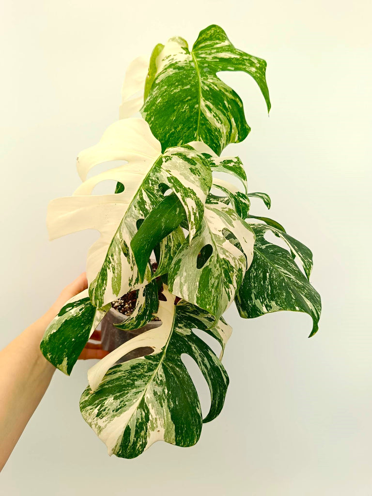 Monstera albo variegata