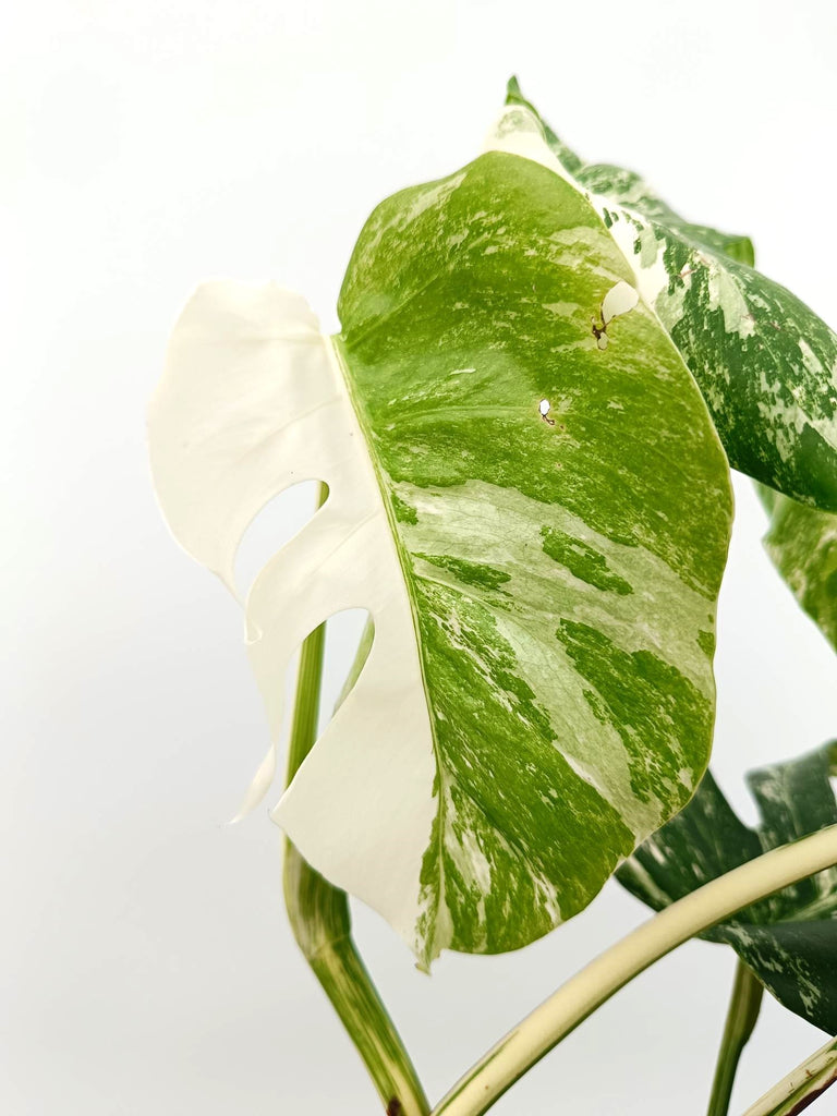 Monstera albo variegata