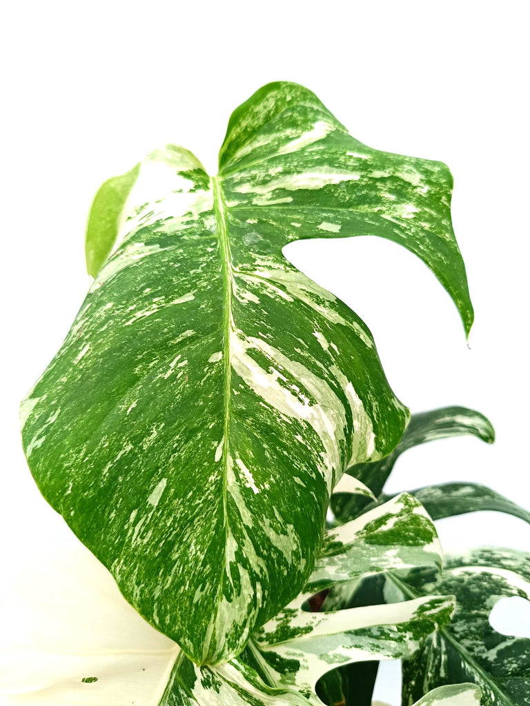 Monstera albo variegata