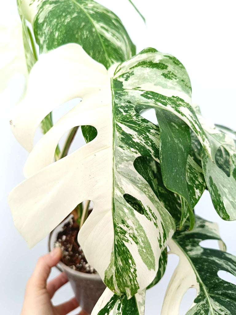 Monstera albo variegata