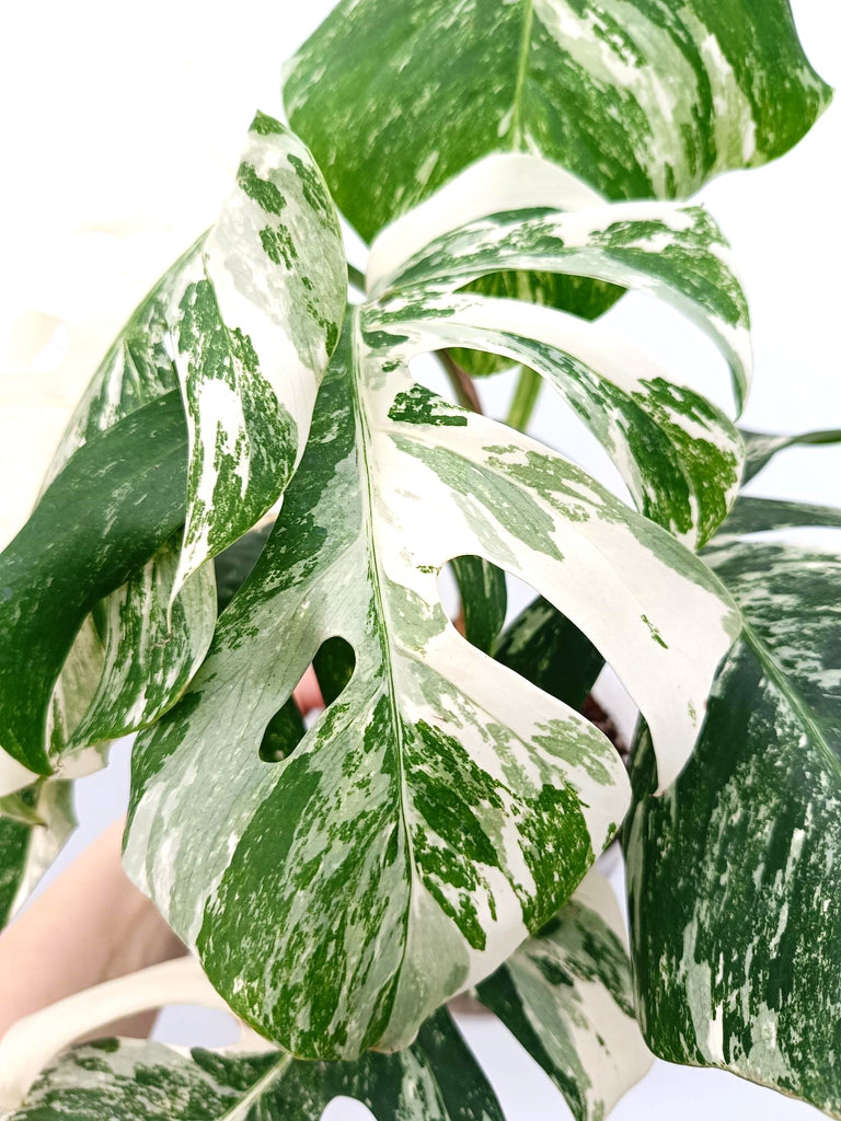 Monstera albo variegata