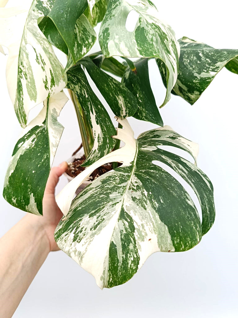 Monstera albo variegata