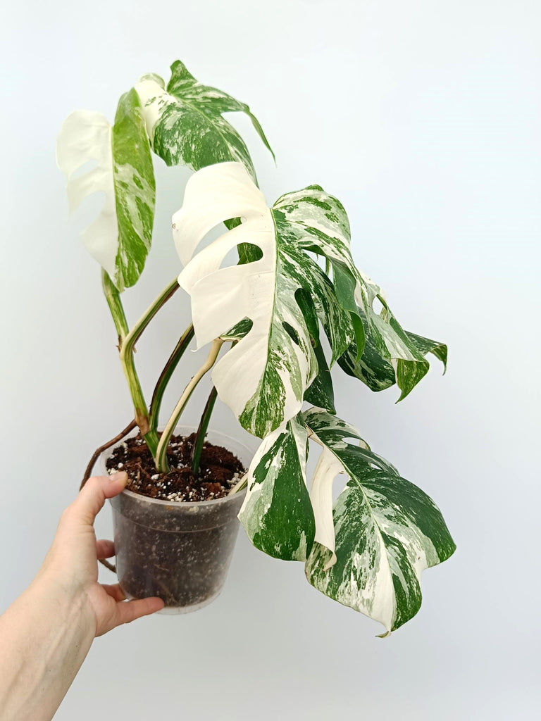 Monstera albo variegata