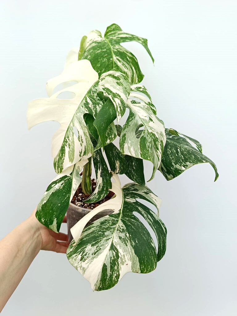 Monstera albo variegata